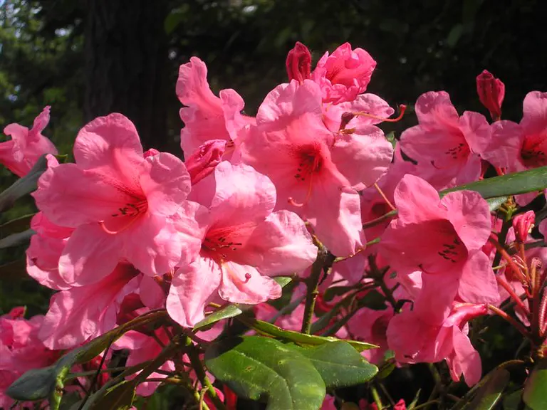 Photo of R. 'Vanessa', Rhododendron Hybrid