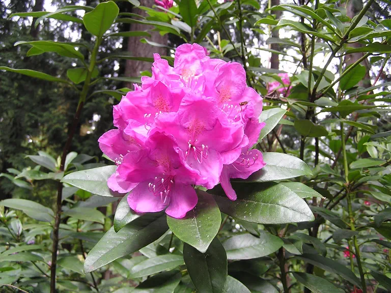 Photo of R. 'Aunt Martha', Rhododendron Hybrid
