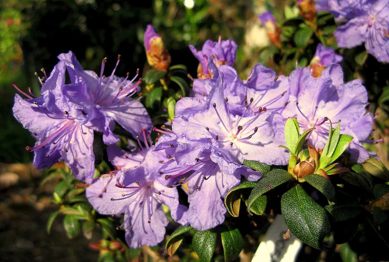 Photo of R. 'Oceanlake', Rhododendron Hybrid