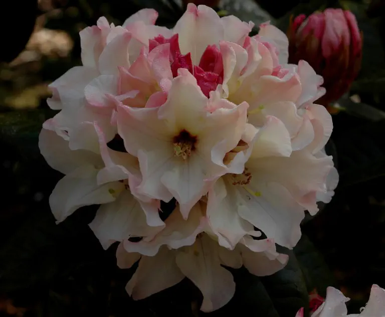 Photo of R. 'Opal Luster', Rhododendron Hybrid