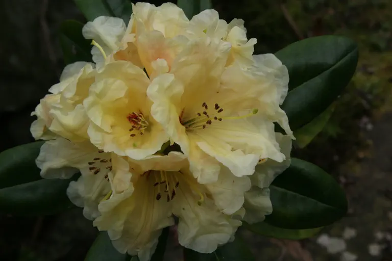 Photo of R. 'Golden Genie', Rhododendron Hybrid