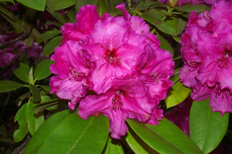 Photo of R. 'Grand Slam', Rhododendron Hybrid