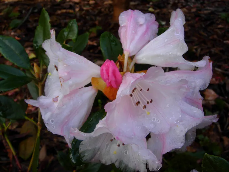 Photo of R. 'King Bee', Rhododendron Hybrid