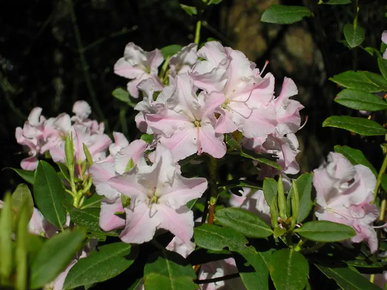 Photo of R. 'Tiffany', Rhododendron Hybrid