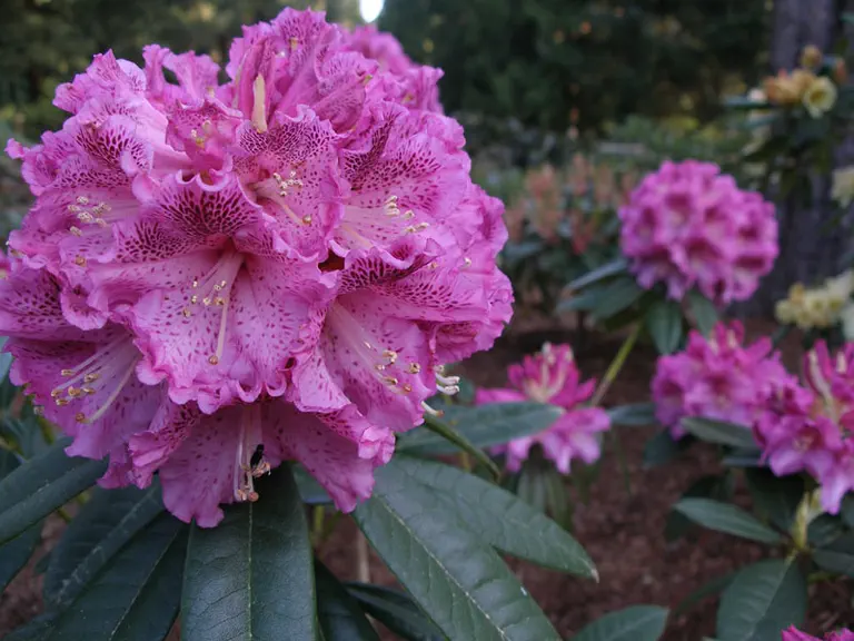 Photo of R. 'Ink Spot', Rhododendron Hybrid