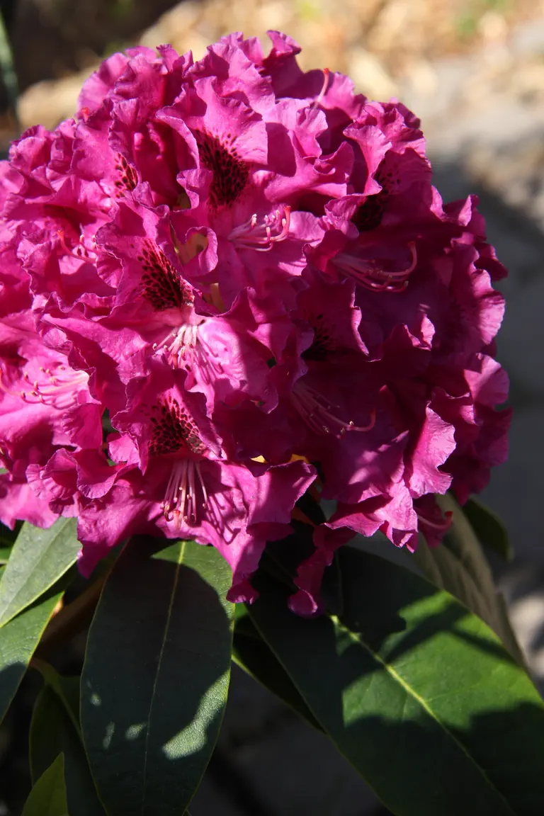 Photo of R. 'Irresistible Impulse', Rhododendron Hybrid