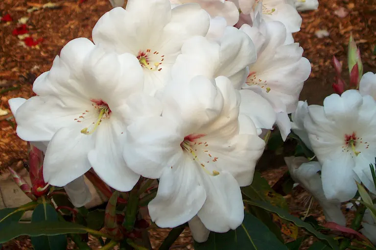 Photo of R. 'Emily Allison', Rhododendron Hybrid