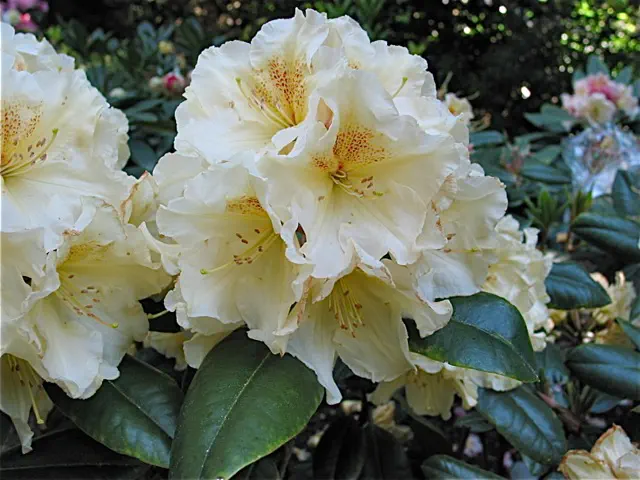 Photo of R. 'Sun Quest', Rhododendron Hybrid