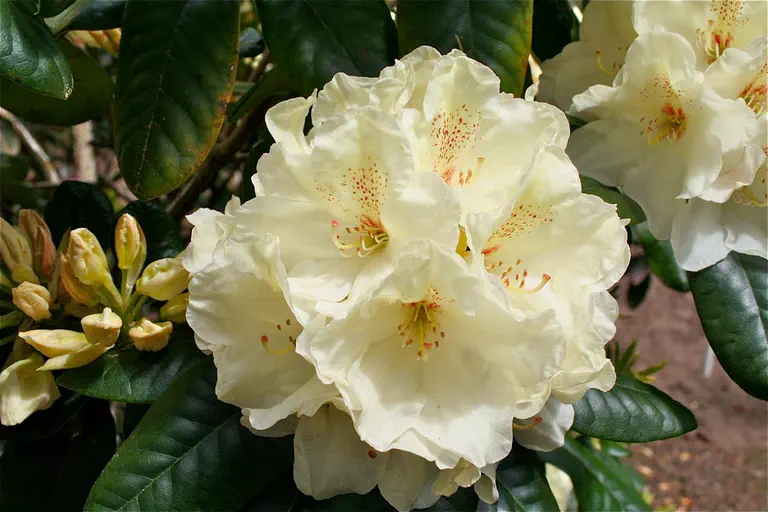 Photo of R. 'Sun Blush', Rhododendron Hybrid