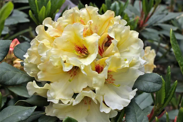Photo of R. 'Recital', Rhododendron Hybrid