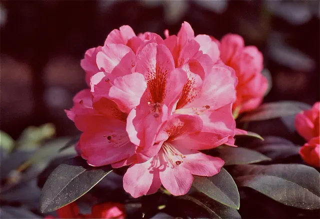 Photo of R. 'Strawberry Wine', Rhododendron Hybrid