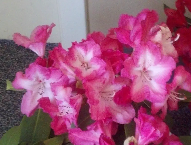 Photo of R. 'Sheer Enjoyment', Rhododendron Hybrid