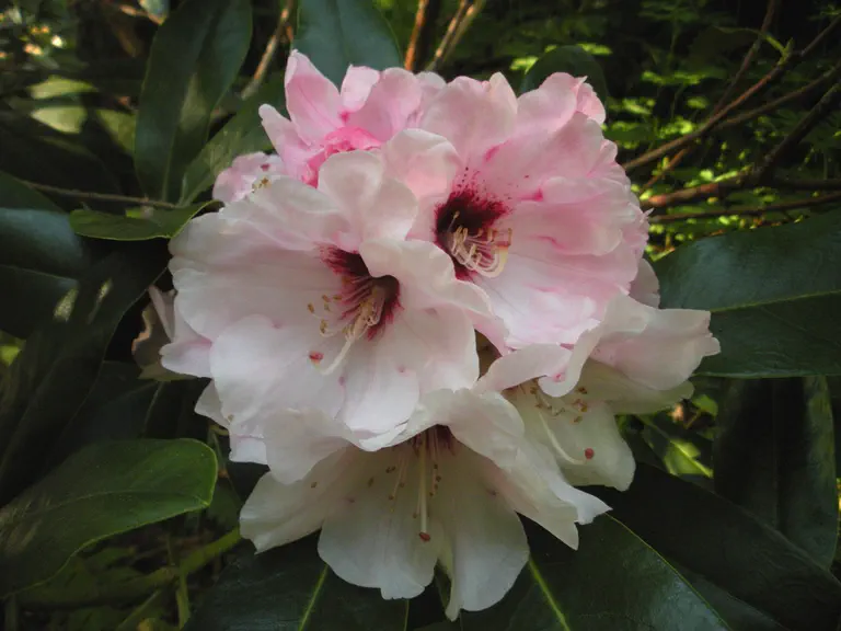 Photo of R. 'Shogun', Rhododendron Hybrid