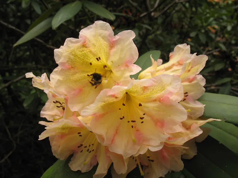 Photo of R. 'Holy Moses', Rhododendron Hybrid