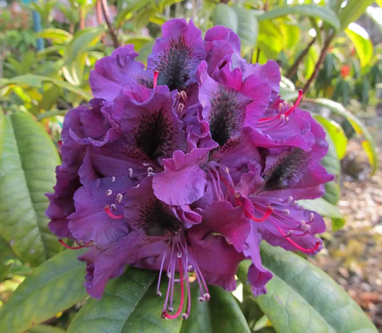 Photo of R. 'Smokey', Rhododendron Hybrid