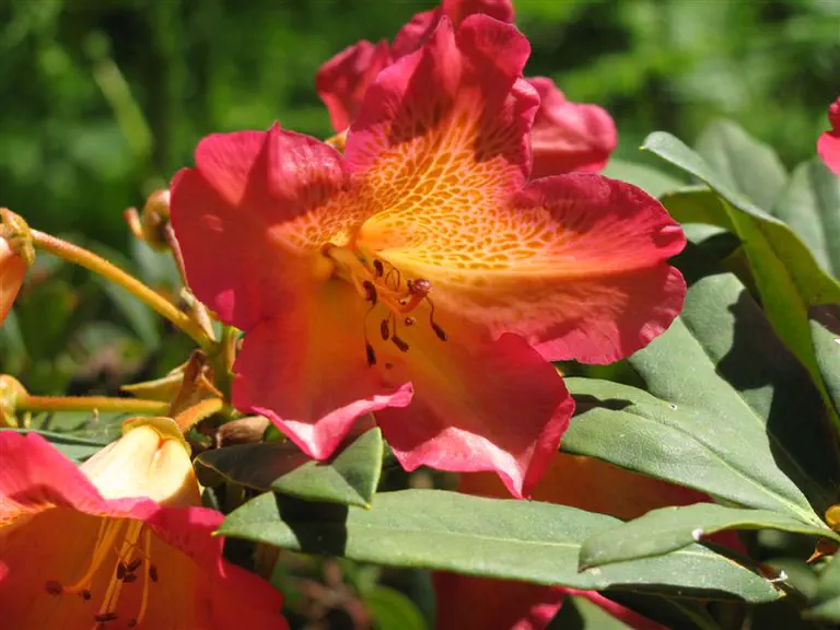 Photo of R. 'Sonata', Rhododendron Hybrid