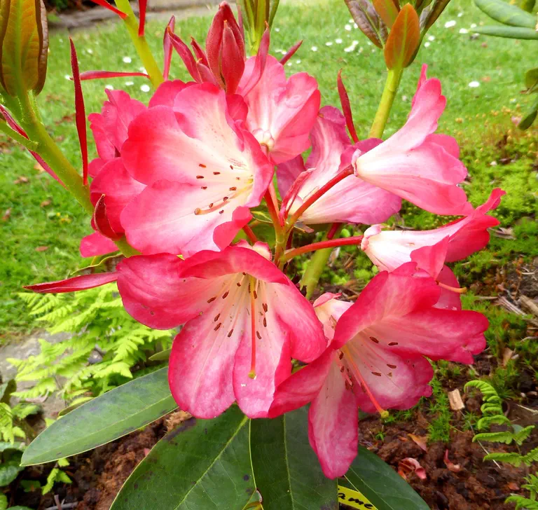 Photo of R. 'Flaming Star', Rhododendron Hybrid