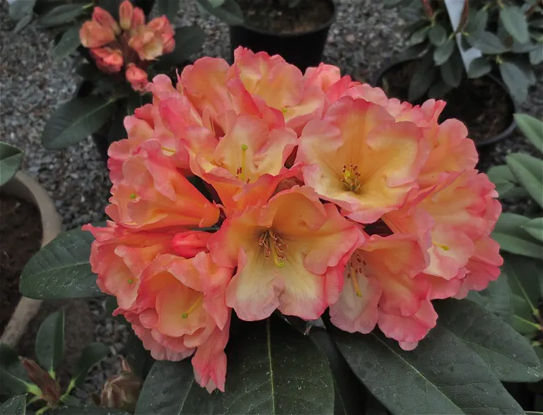 Photo of R. 'Honey Butter', Rhododendron Hybrid