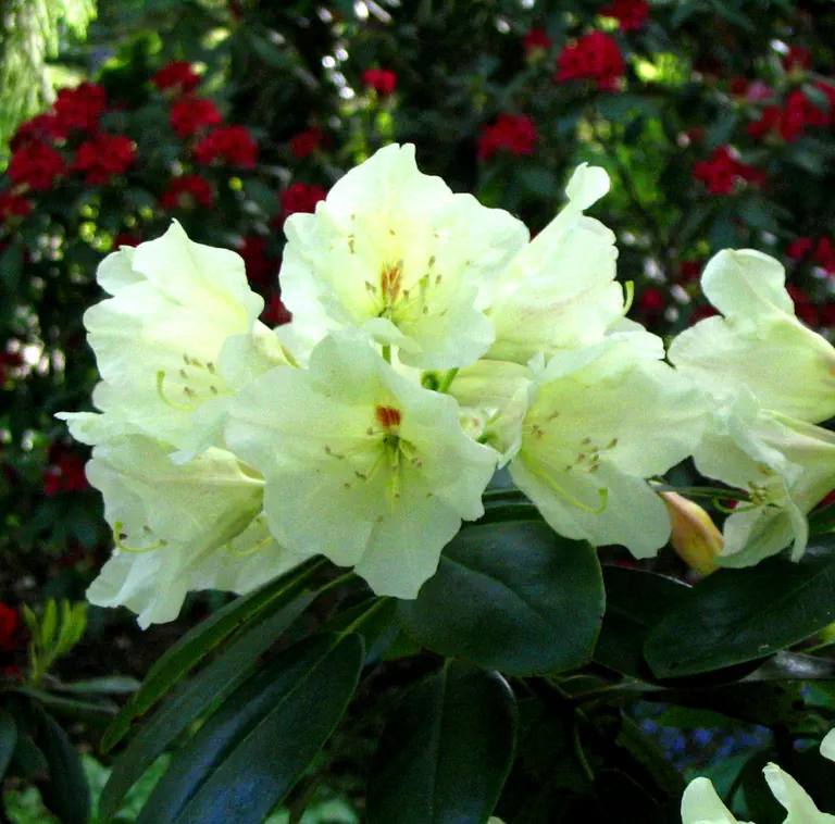 Photo of R. 'Hong Kong', Rhododendron Hybrid