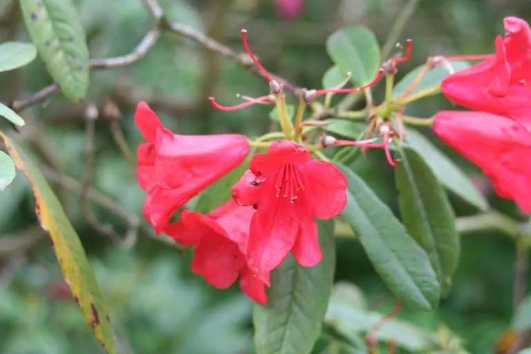 Photo of R. 'Hope Findlay', Rhododendron Hybrid