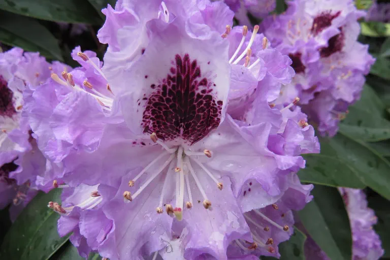 Photo of R. 'Blue Peter', Rhododendron Hybrid