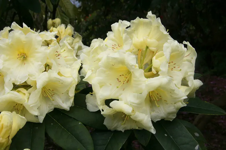 Photo of R. 'Horizon Dawn', Rhododendron Hybrid