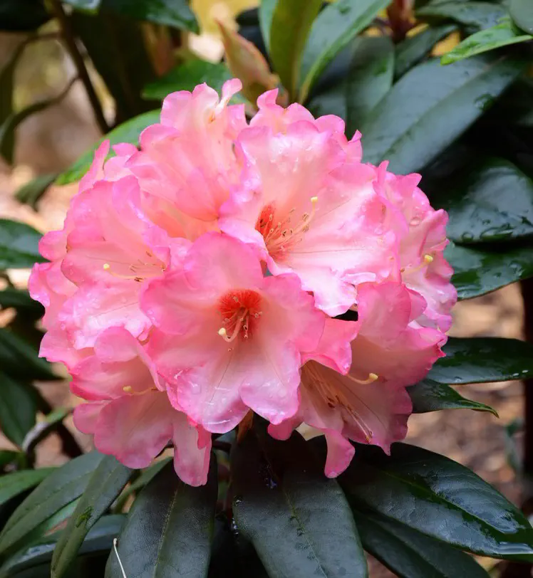 Photo of R. 'Horizon Fiesta', Rhododendron Hybrid