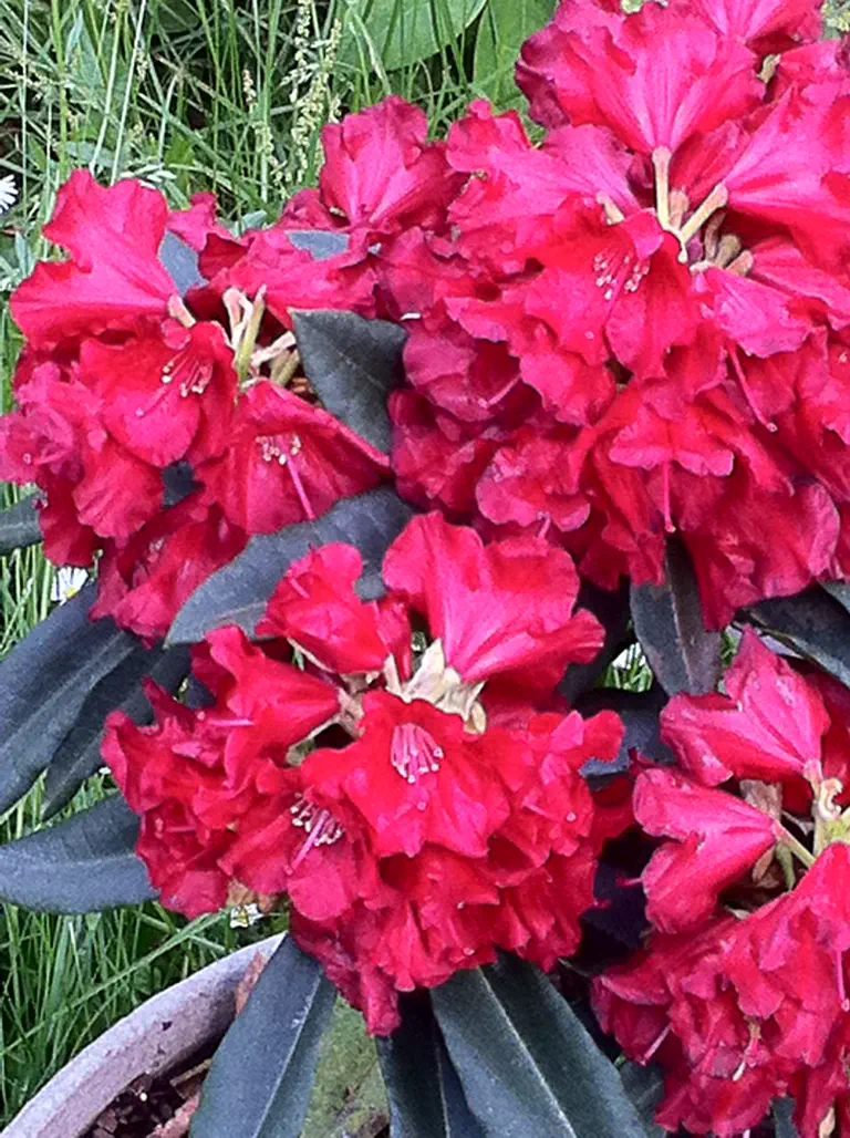 Photo of R. 'Horizon Garnet', Rhododendron Hybrid