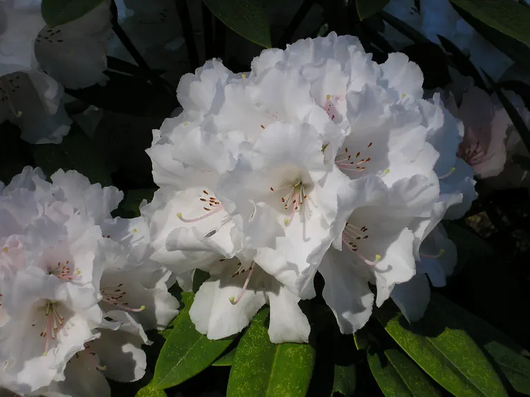 Photo of R. 'Horizon Snowbird', Rhododendron Hybrid