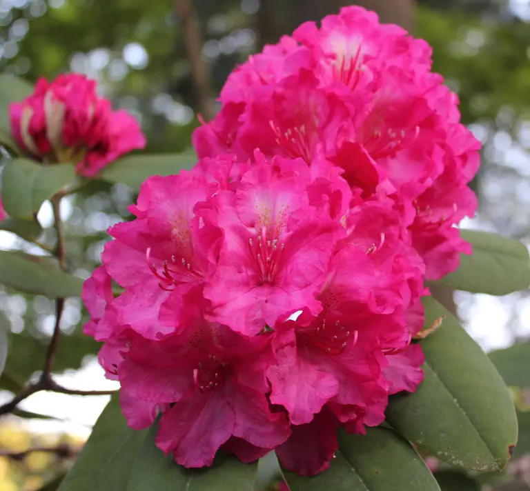 Photo of R. 'Hot Dawn', Rhododendron Hybrid