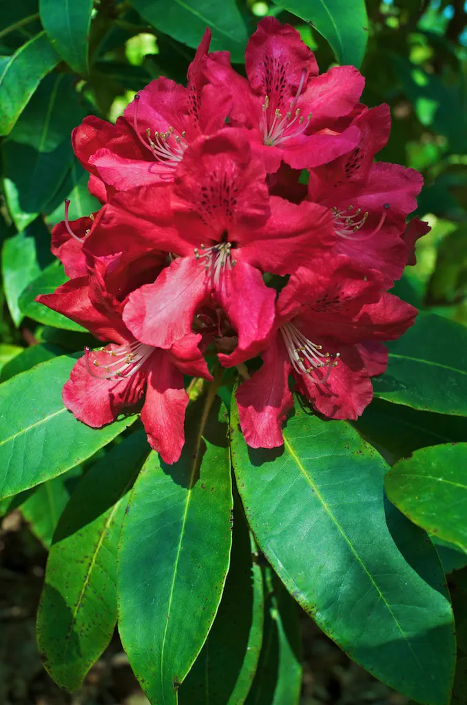 Photo of R. 'Hugh Koster', Rhododendron Hybrid