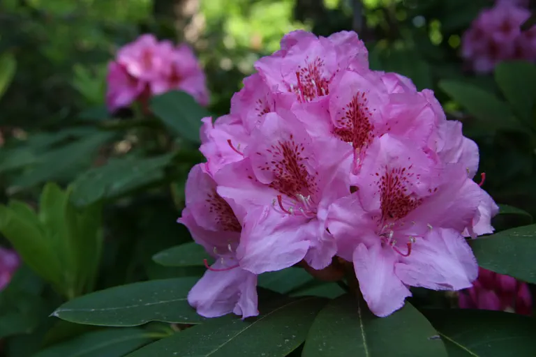 Photo of R. 'Hurricane', Rhododendron Hybrid