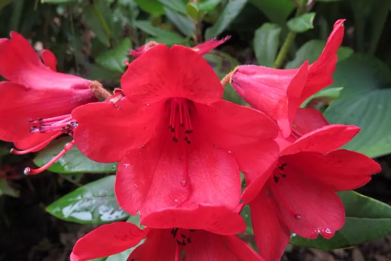 Photo of R. 'Hussar', Rhododendron Hybrid