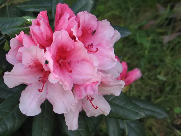 Photo of R. 'Hydon Dawn', Rhododendron Hybrid
