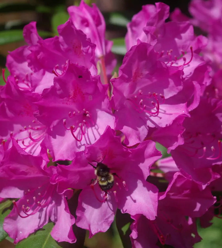 Photo of R. 'Roseum Elegans', Rhododendron Hybrid