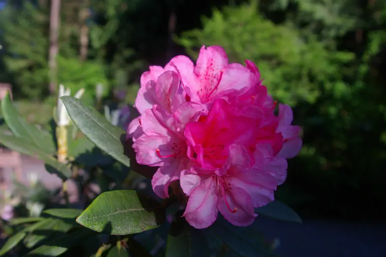 Photo of R. 'Hydon Hunter', Rhododendron Hybrid