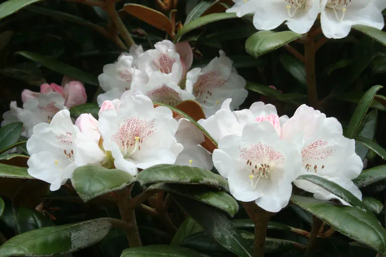 Photo of R. 'Hydon Velvet', Rhododendron Hybrid