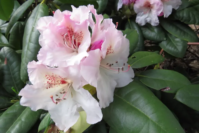 Photo of R. 'Simona', Rhododendron Hybrid