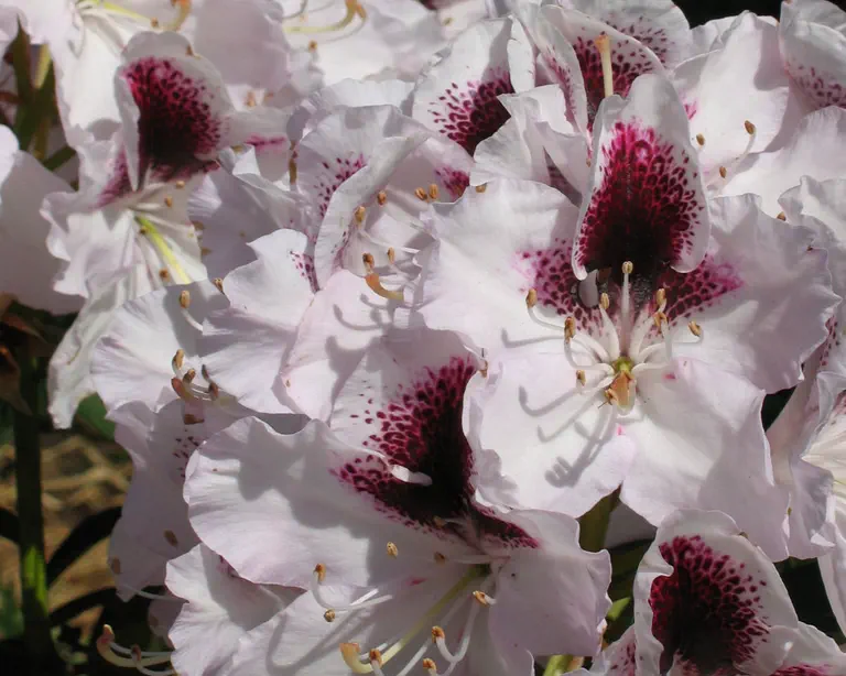 Photo of R. 'Hyperion', Rhododendron Hybrid