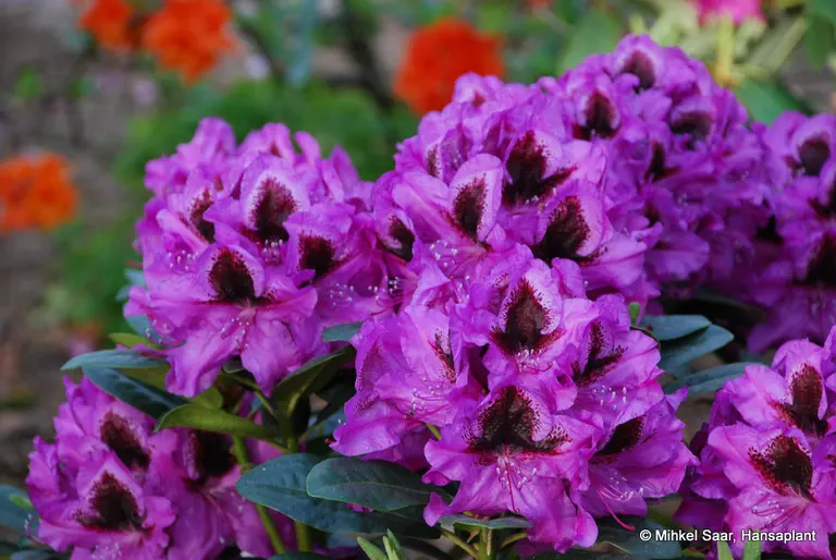 Photo of R. 'Kangaro', Rhododendron Hybrid
