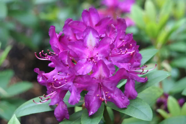 Photo of R. 'Tonika', Rhododendron Hybrid