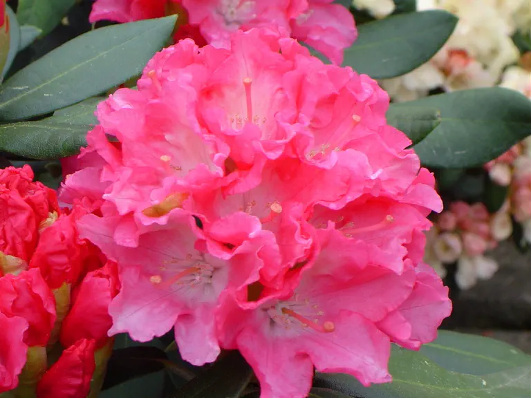 Photo of R. 'Kantilene', Rhododendron Hybrid