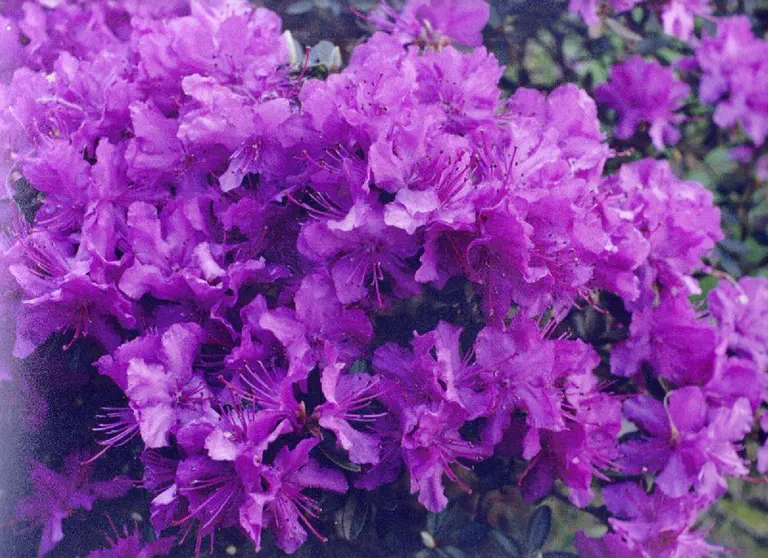 Photo of R. 'Karin Seleger', Rhododendron Hybrid