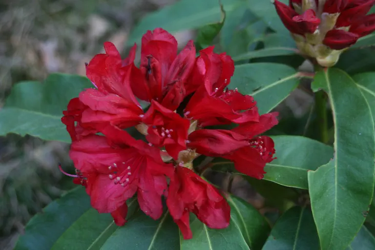 Photo of R. 'Doncaster', Rhododendron Hybrid