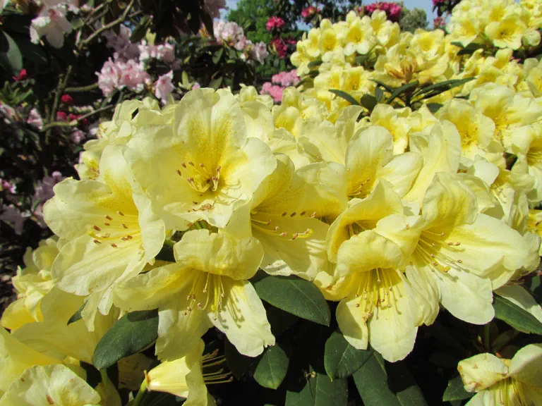 Photo of R. 'Karibia', Rhododendron Hybrid