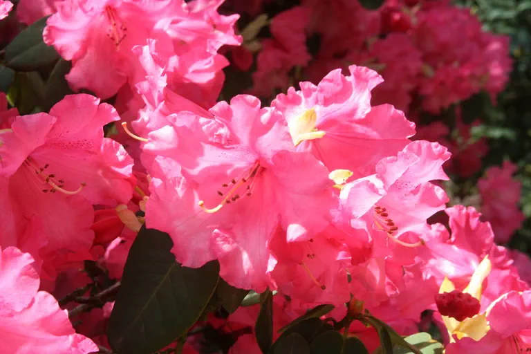Photo of R. 'Karin', Rhododendron Hybrid