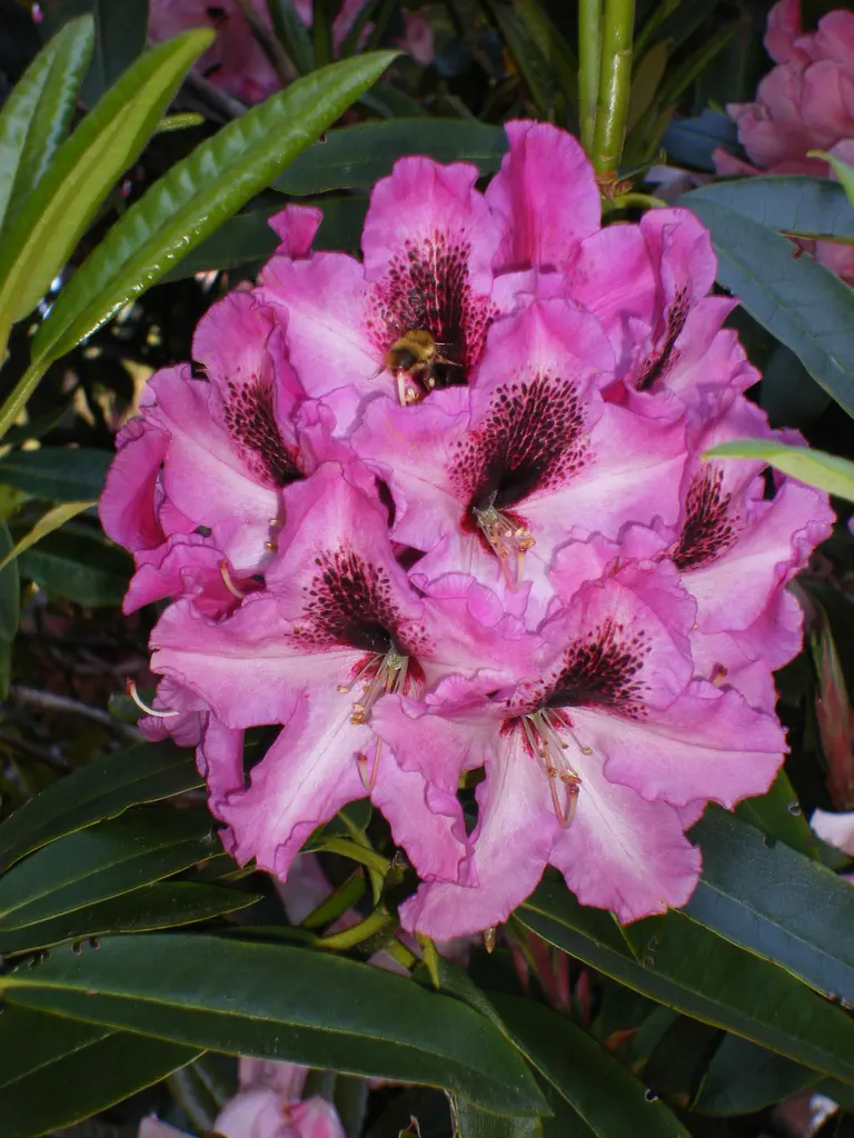 Photo of R. 'Katrina', Rhododendron Hybrid