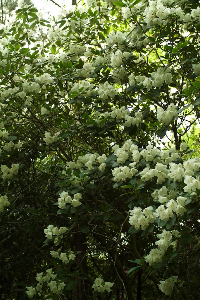 Photo of R. 'Katharine Fortescue', Rhododendron Hybrid