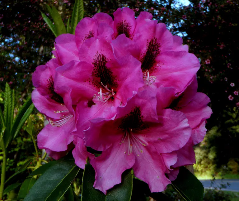 Photo of R. 'Kathie Jo', Rhododendron Hybrid