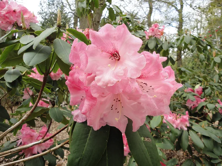 Photo of R. 'Kathleen', Rhododendron Hybrid